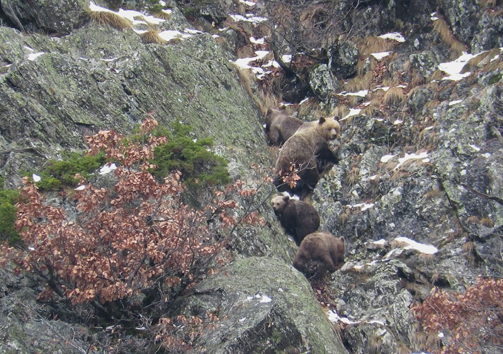 Foto ENDESA Y LA FUNDACIÓN OSO PARDO AVANZAN EN LA PRODUCCIÓN DE 7.000 FRUTALES EN VIVEROS PARA MEJORAR EL HÁBITAT DEL OSO PARDO EN EL PIRINEO.